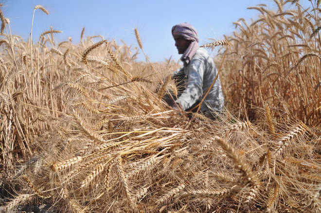Heatwave in Punjab, Haryana drops country’s wheat production by 2.75 million tonnes: Agriculture Minister Tomar
