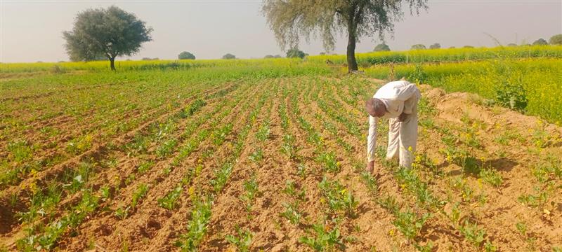 Looking back 2022: Agricultural schemes not implemented efficiently in Haryana, say experts