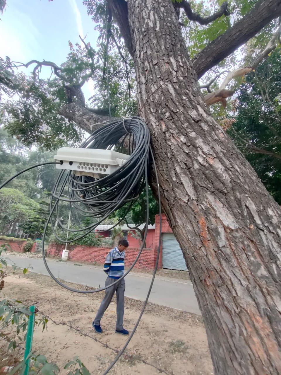 On Panjab University campus, BSNL cables tied to trees