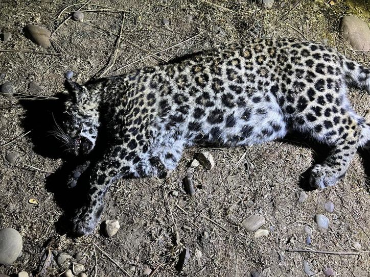 Leopard cub found dead in Ropar village