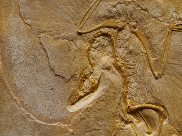 Million years old lizard specimen found in Natural History Museum cupboard pushes origin of reptiles by 35 million years