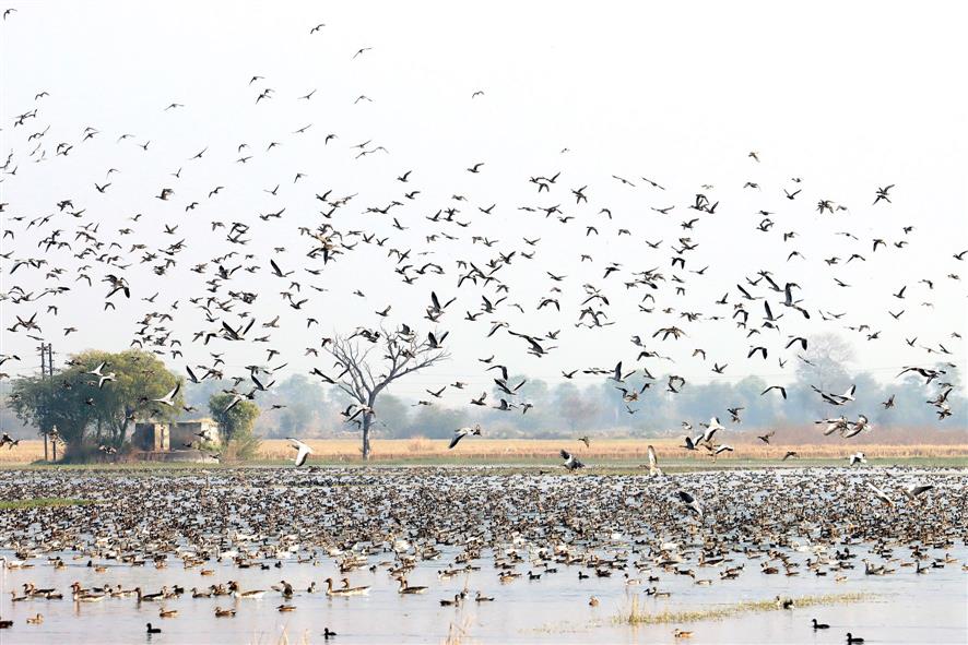 Migratory birds descend on wetlands across Haryana
