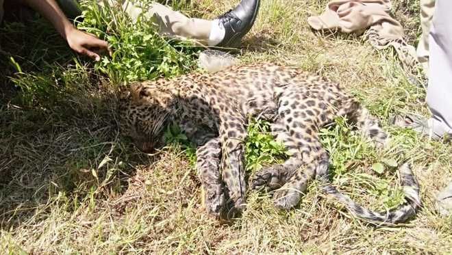 Dead leopard spotted on road in Chamba district