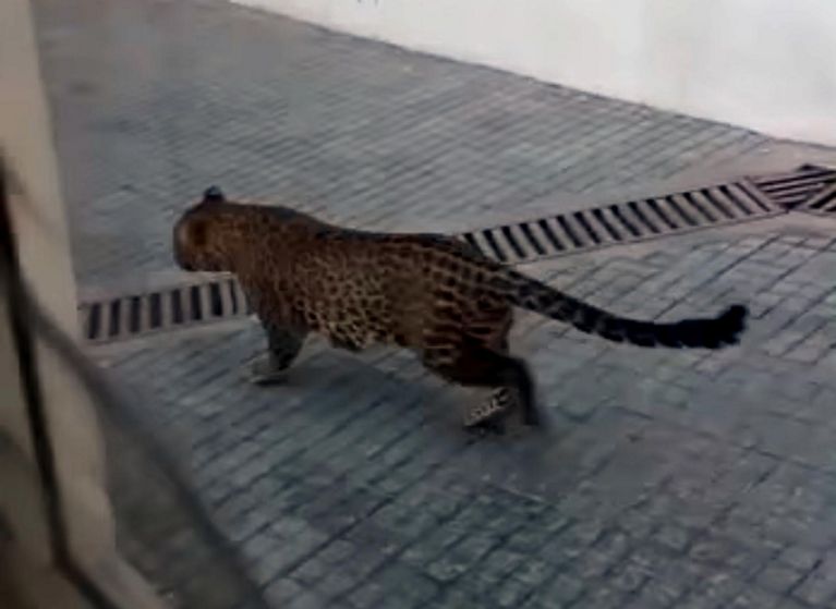 Residents living in fear after leopard sighted in McLeodganj