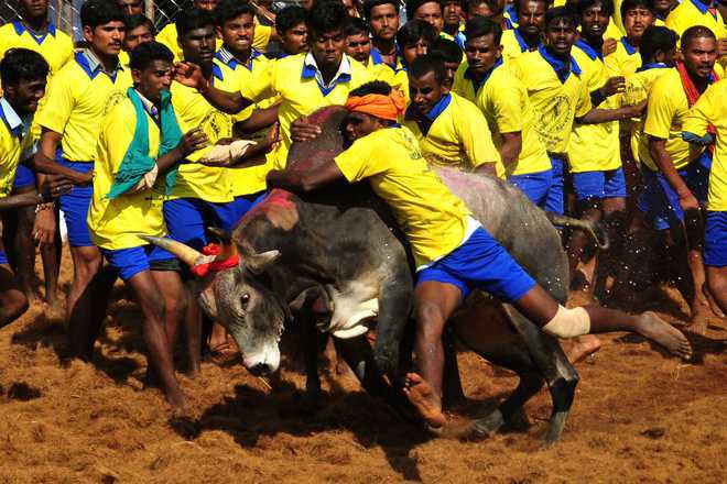 SC reserves verdict on batch of pleas against bull-taming sport Jallikattu