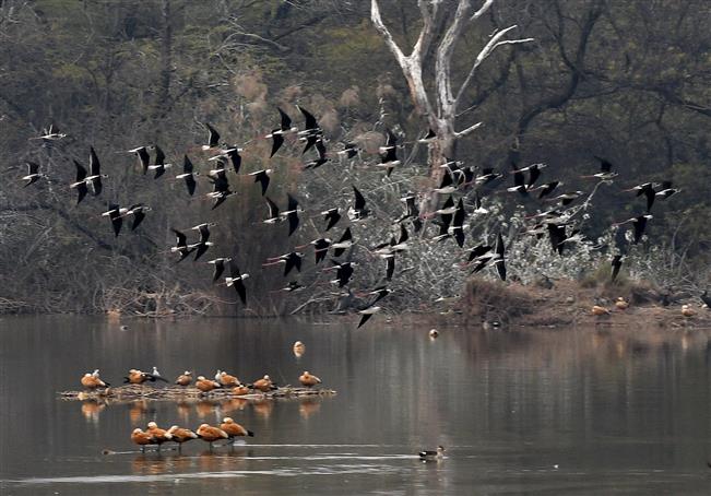 808 winged guests arrive  in Chandigarh for winter sojourn