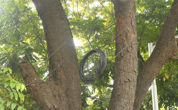 Despite action by Chandigarh civic body, BSNL cables dangle from trees