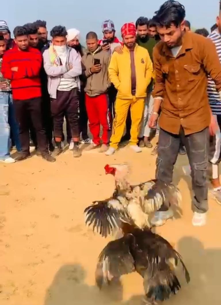 Cockfighting, betting rampant in rural areas of Gurdaspur, police on toes