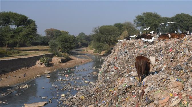 Patiala ki Rao choe chokes on dumped garbage