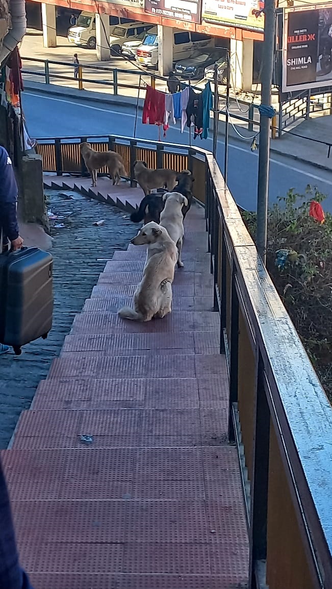 Menace of stray dogs in Shimla