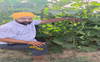Nakodar: Bizman-turned-farmer Bhairav Singh reaps the fruit of labour