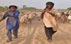 Watch: Shepherd dances to Govinda’s song ‘Dulhe Raja’; has sheep as ‘peeche ke baraati’ and donkeys as ‘agey ka band baaja’
