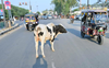 No end to stray cattle menace on Patiala roads