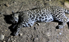 Leopard cub found dead in Ropar village