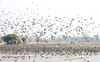 Migratory birds descend on wetlands across state