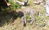Dead leopard spotted on road