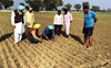 Wheat in Malwa belt deficient in manganese