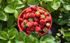 Italian strawberries to be grown under hydroponics project in Rohtak village