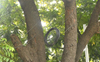 Despite action by UT civic body, BSNL cables dangle from trees