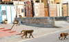 No respite from monkeys in Rohtak