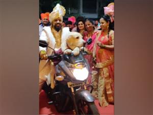 Groom melts hearts by making entrance at wedding with pet dog, check out viral video!