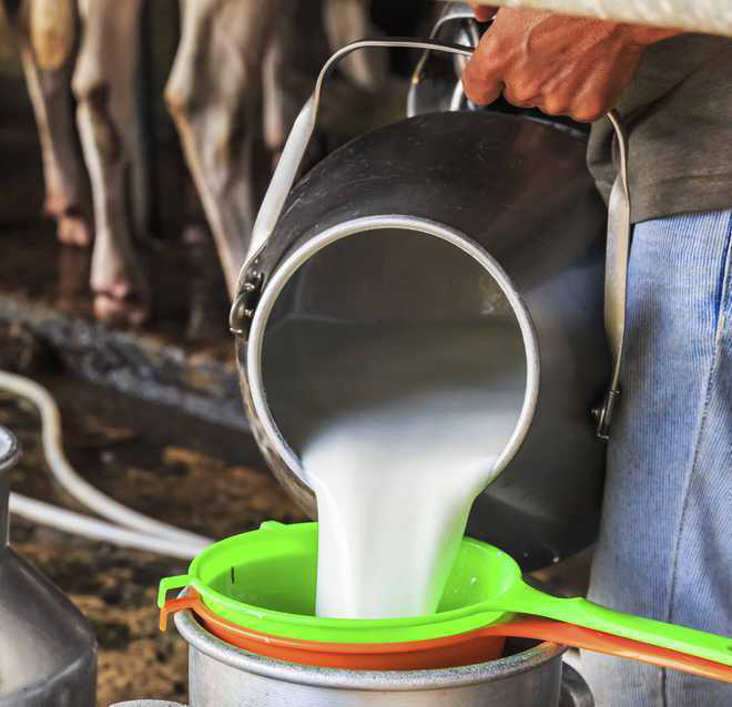 No milk buyers in Kashmir, white revolution takes a hit