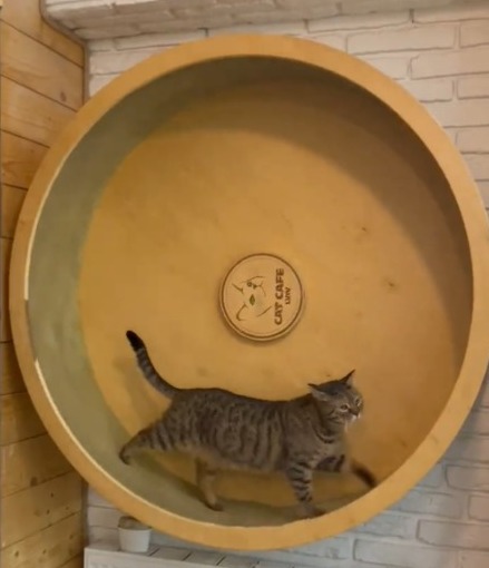 In Ukraine’s Lviv, owners of cat café refuse to leave because of their felines
