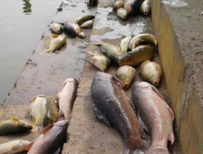 Sinkhole in south Kashmir kills fish, triggers panic