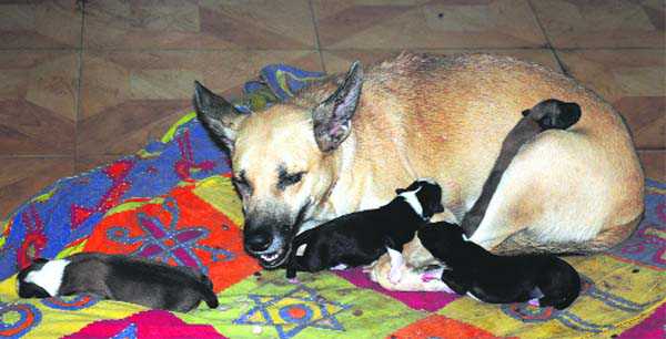 Chandigarh: Animal welfare goes to the dogs