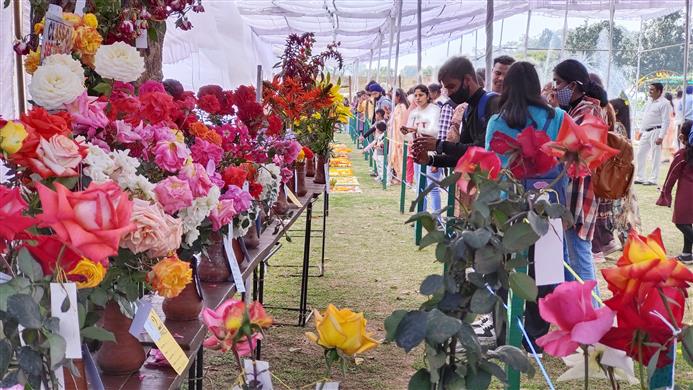 Chandigarh Rose festival gets off to a colourful start