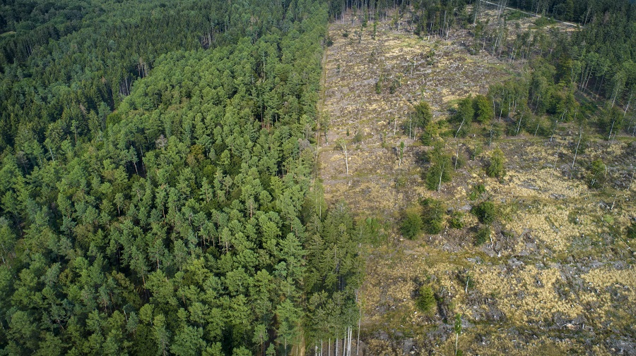 Satellite data shows forest loss 'higher-than-expected' in Germany