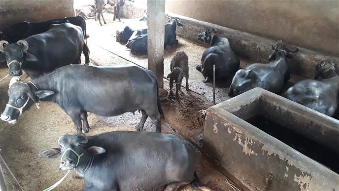 Illegal dairies thrive in Yamunanagar, Jagadhri residential areas