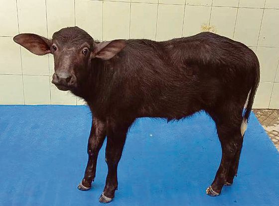 Karnal: NDRI produces two cloned buffalo calves