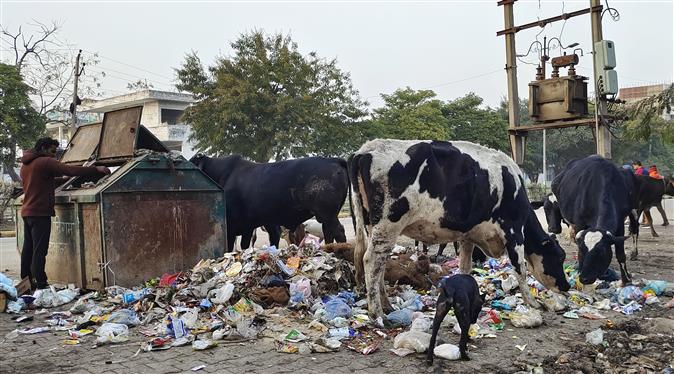 Unattended garbage heaps eyesore for Panchkula residents