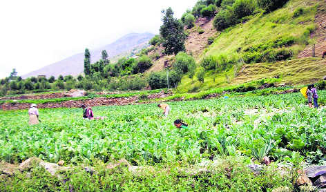 Nothing for farmers, farm labour: Himachal Kisan Sabha