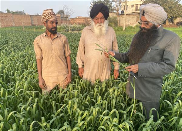 Prolonged cold wave to boost wheat yield: Experts