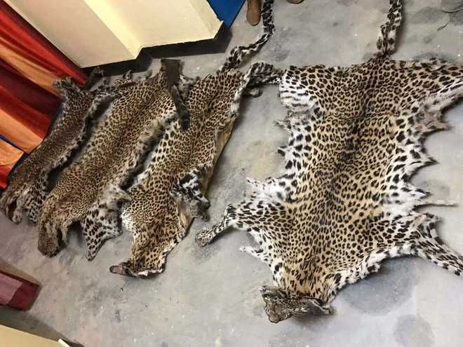 Leopard hide seized in Solan