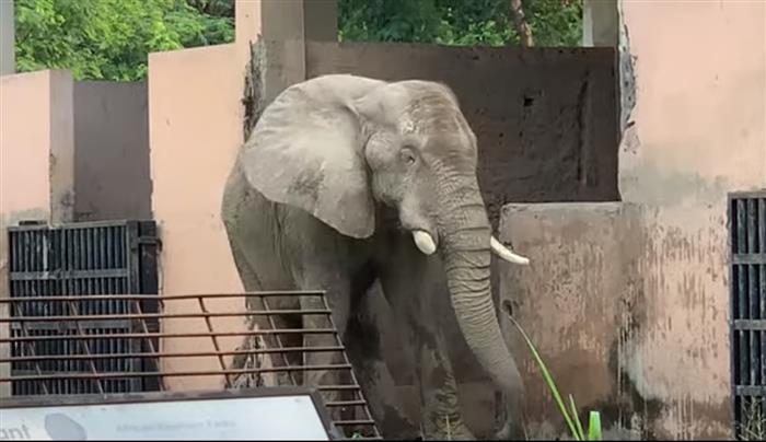 This teen girl is fighting for Shankar’s freedom, the lonely African elephant who was brought to India 24 years ago