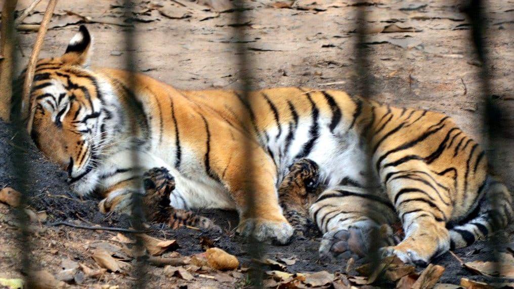 Tigress Kazi in Assam zoo blessed with two Royal Bengal cubs