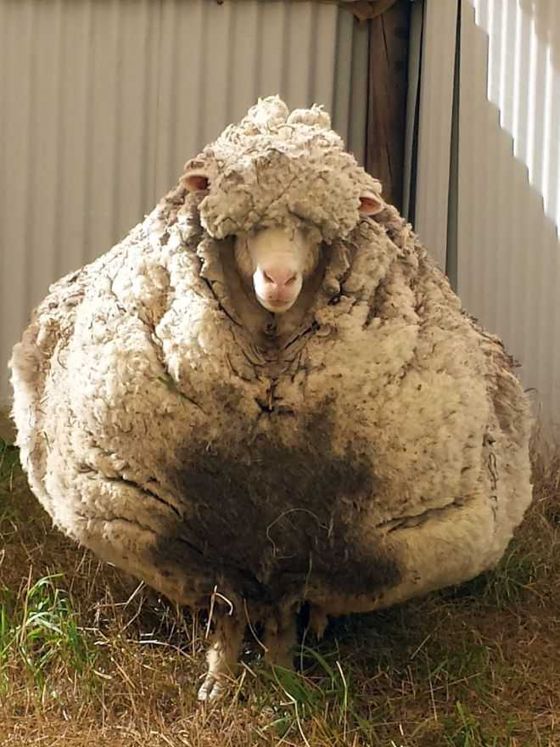 Govt imports Australian sheep, rams to improve wool output