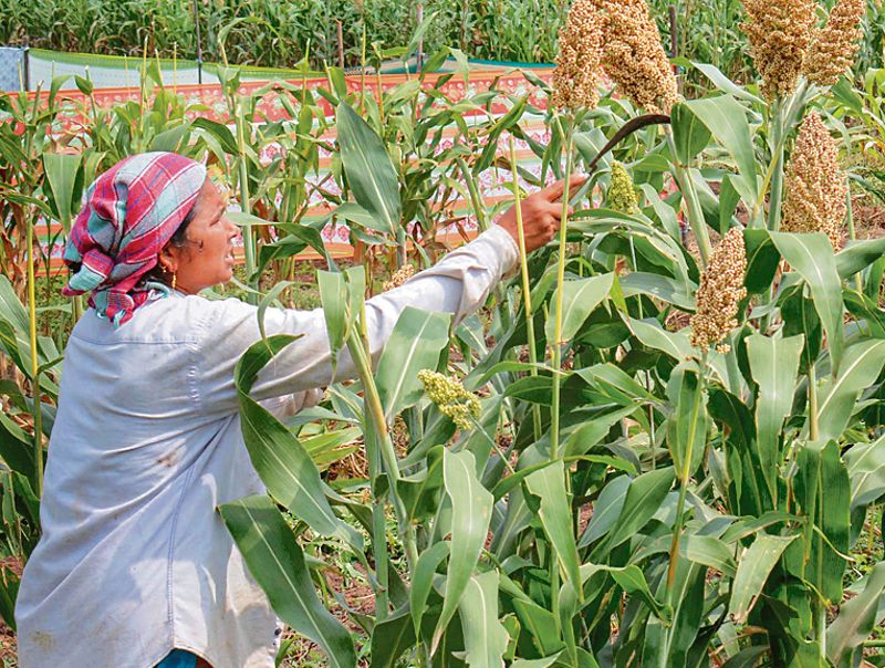 Need to strengthen millet farming policies