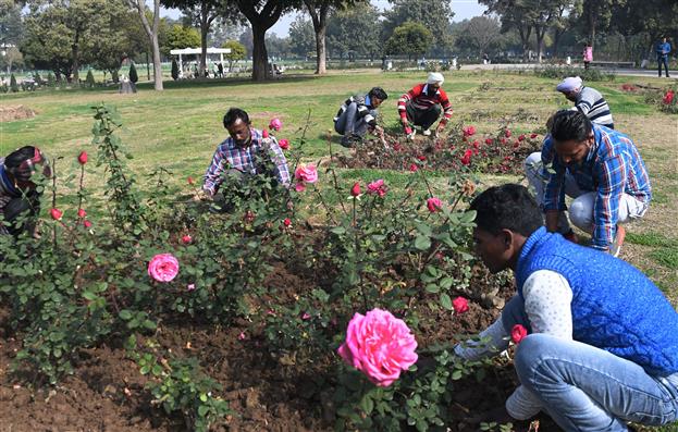 Chandigarh: Get set for Rose Festival this year