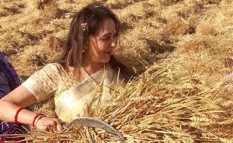 Dharmendra sows potatoes on his farm, fan replies posting Hema Malini’s photo ‘why prices of previous wheat crop weren’t good’