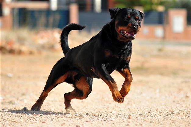 Army bans pet dogs of 5 breeds in Delhi Cantt community area after Rottweiler attack