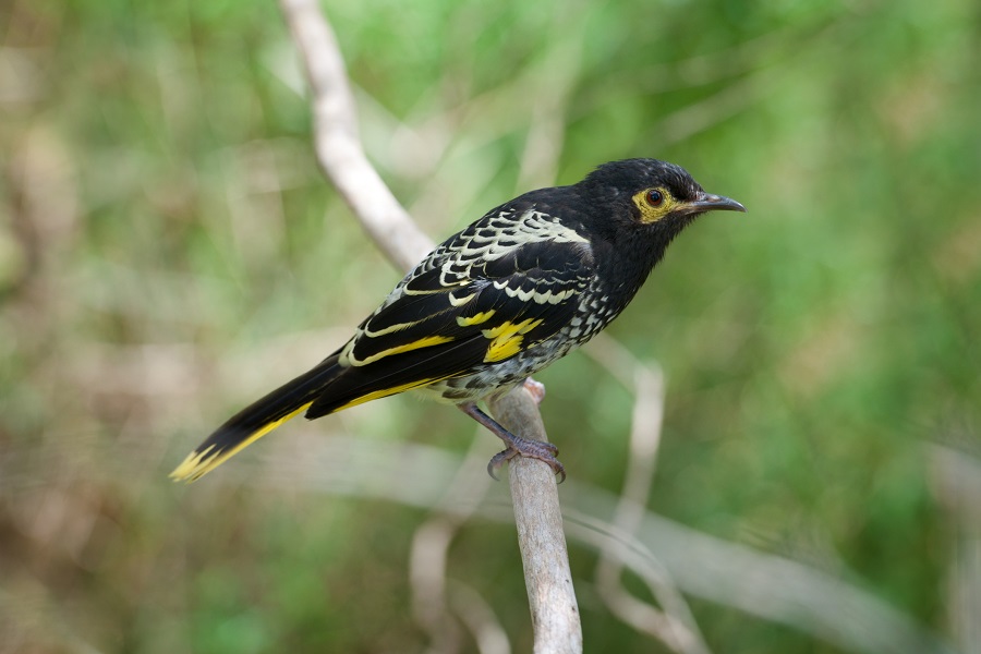 Native birds have vanished across Australia since colonisation
