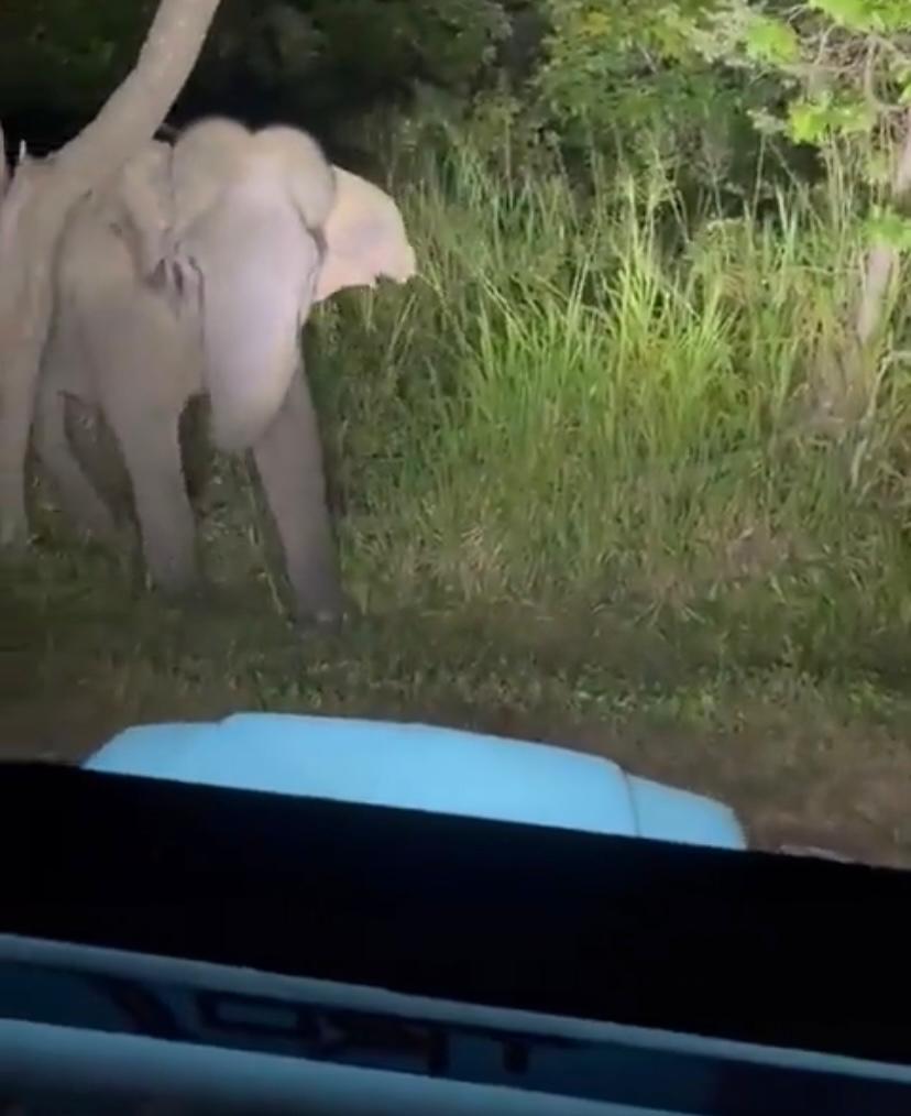 'Identify the animal here': Viral video shows driver scaring away elephant in Sri Lanka