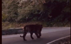 Watch: Tiger's majestic stroll on a national highway in captivating video