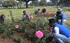 Chandigarh: Get set for Rose Fest this year