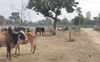 UP polls: Stray cattle major poll issue as elections move eastwards