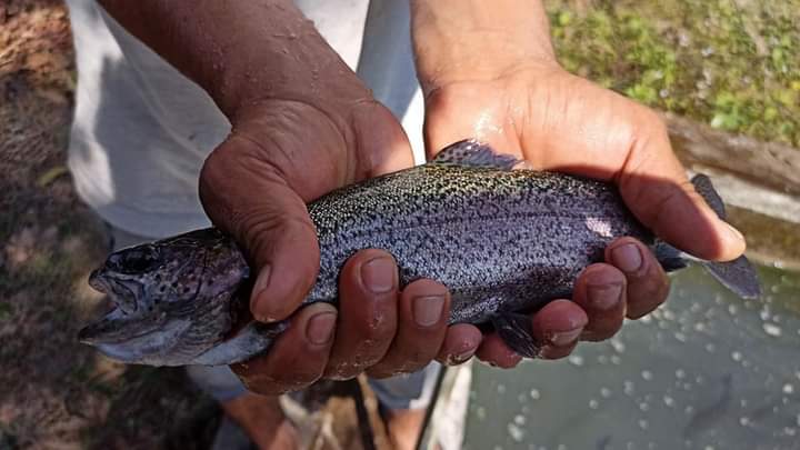 Trout imported to boost fish production